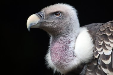 Gyps rueppellii kuş