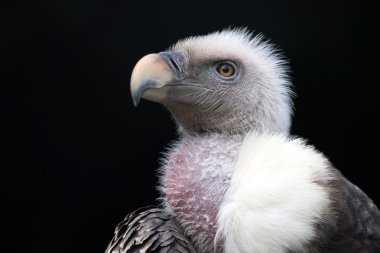 Gyps rueppellii kuş