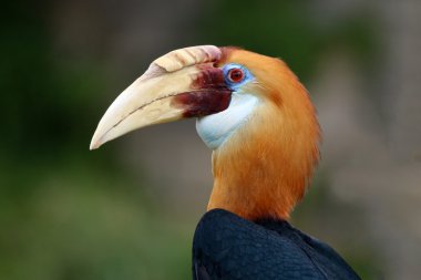 Blyth's hornbill male clipart