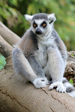 Ağaç üzerinde Ring-Tailed Maki