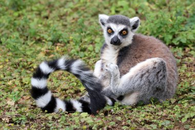 Çimenlerin üzerinde Ring-Tailed Maki