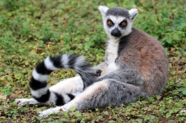 Çimenlerin üzerinde Ring-Tailed Maki