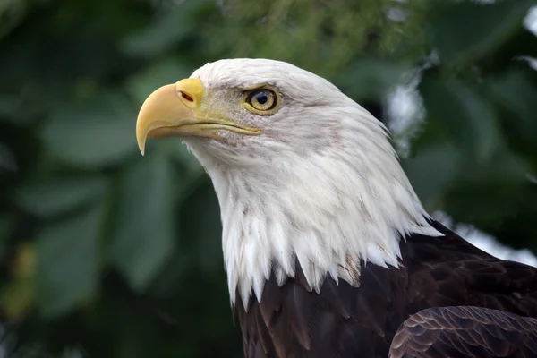 Aguila americana — Foto de Stock