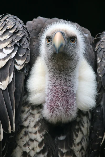 Gyps rueppellii bird — Stock Photo, Image