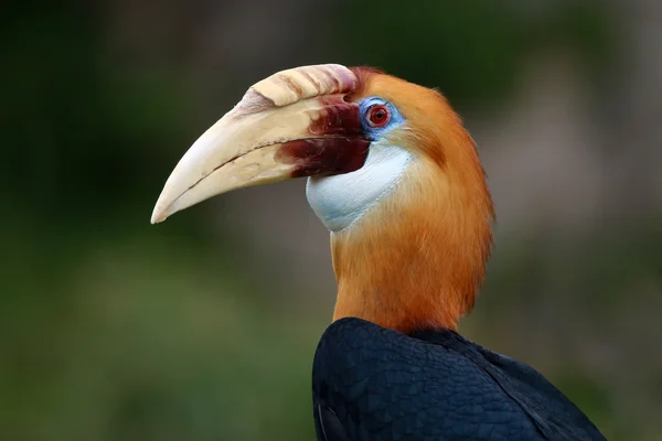 Blyth's hornbill male — Stock Photo, Image