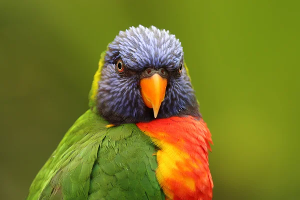 Tropischer Regenbogenlorikeet — Stockfoto