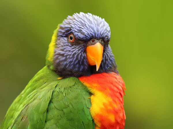 Tropical rainbow lorikeet — Stock Photo, Image