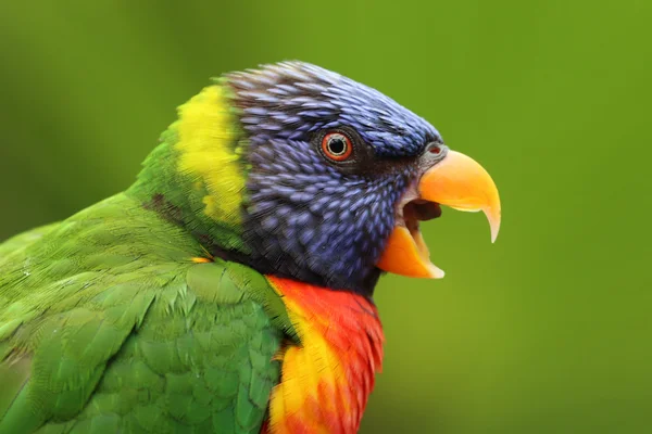 Τροπικά rainbow lorikeet — Φωτογραφία Αρχείου