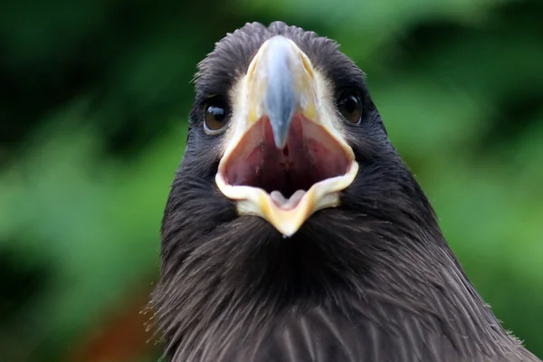 Aigle noir Oiseau — Photo