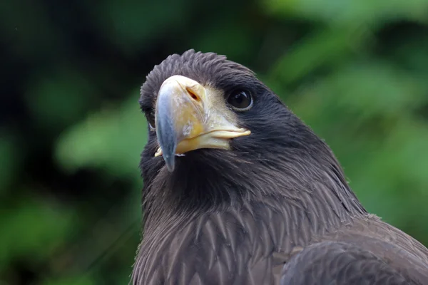 Μαύρος αετός πουλί — Φωτογραφία Αρχείου
