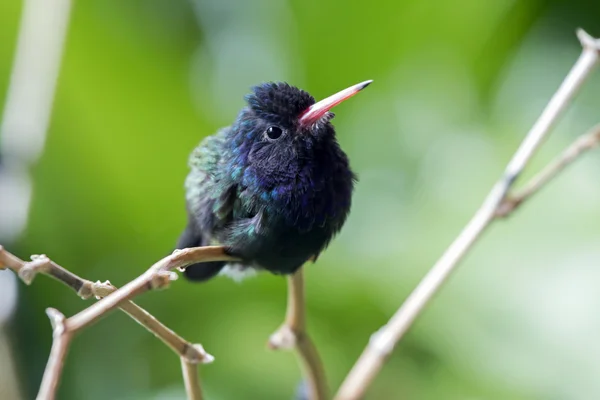 Cute colibri on tree — Stock Photo, Image