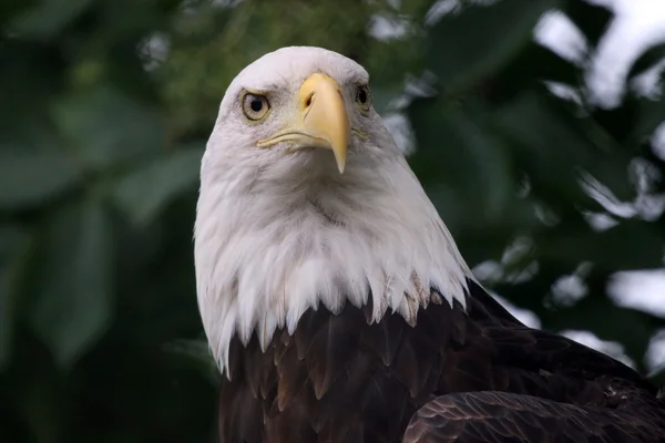 Uccello Aquila americana — Foto Stock