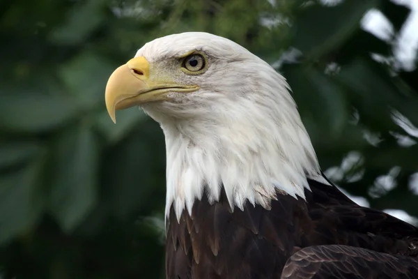 Ave-águia americana — Fotografia de Stock