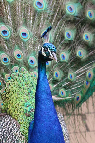 Beautiful peacock bird — Stock Photo, Image