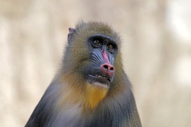 Kırmızı Mandrill'di maymun