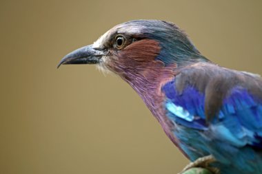 Mavi coracias uzunkuyruk