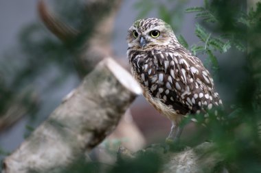Athene cunicularia baykuş