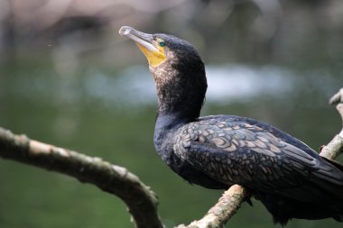 ağacın üzerinde oturup karabatak