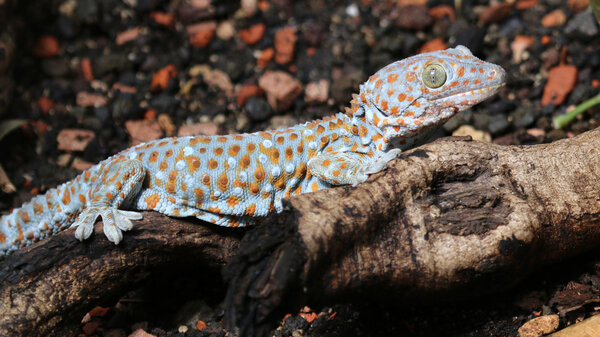 Gecko lizard creeps