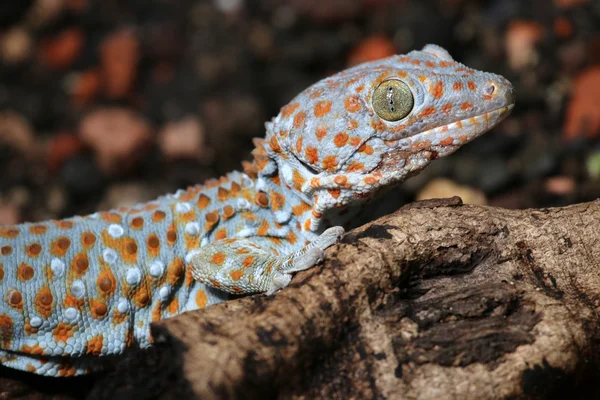 Gecko hagedis kruipt — Stockfoto