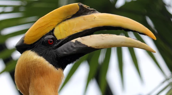 Great Indian hornbill — Stockfoto