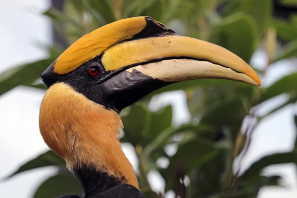 Grande hornbill indiano — Fotografia de Stock