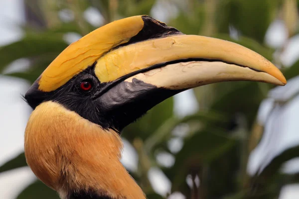 위대한 인도 hornbill — 스톡 사진
