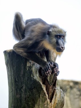 Ağacın üzerinde oturan Mandrill'di