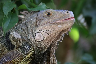 Erkek Iguana yakın çekim