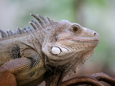 Erkek Iguana yakın çekim