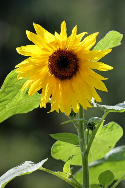 Beautiful yellow sunflower — Stock Photo, Image