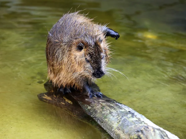 Beaver rat in de buurt van water — Stockfoto