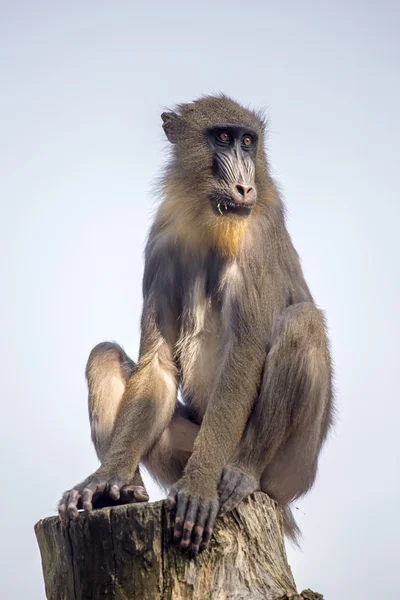 Mandrillo seduto sull'albero — Foto Stock