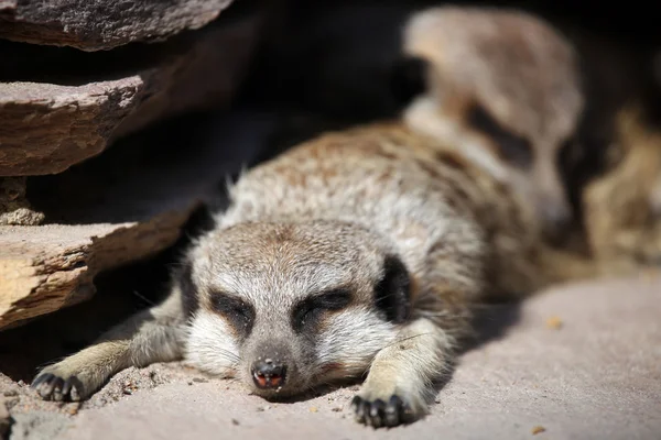 Meerkat ξαπλωμένο στο έδαφος — Φωτογραφία Αρχείου