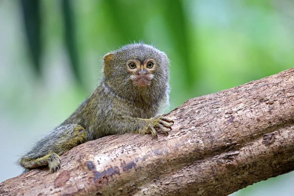 Macaco pigmeu no ramo — Fotografia de Stock