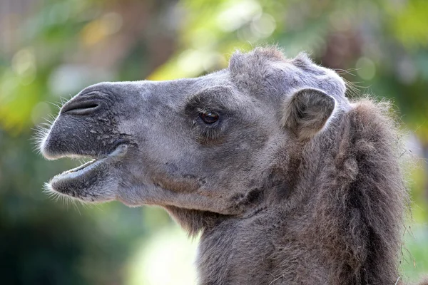 Close up of cute camel — Stock Photo, Image