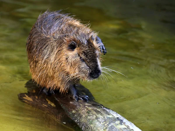 Rata de castor cerca del agua —  Fotos de Stock