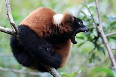 Kırmızı Yakalı Lemur (Varecia yakutu) 