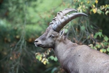 Alp dağ keçisi (Capra dağ keçisi) bulanık yeşil arkaplanı kapatır 