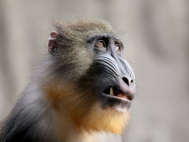 Mandrill (Mandrillus sfenks) bulanık arkaplanda portreyi kapat 
