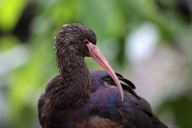 Parlak aynalı aynanın kapağını kapat (Plegadis falcinellus)