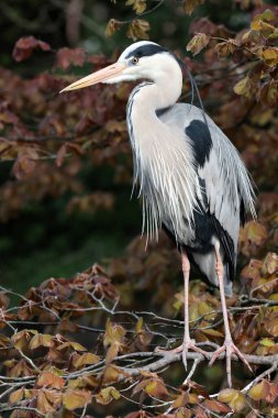 Vahşi doğadaki büyük gri balıkçıl. Doğal yaşam alanı, ardea cinerea.