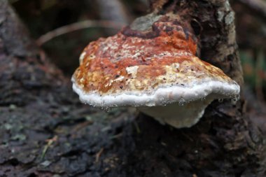 Ağaçtaki ormanda mantarlar 