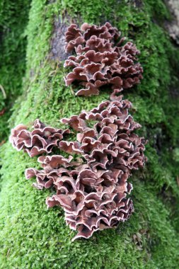 Ağaçtaki ormanda mantarlar 