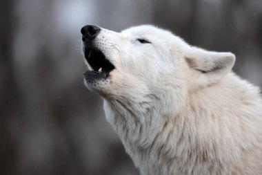Howlin white Hudson Bay wolf in the forest close up 