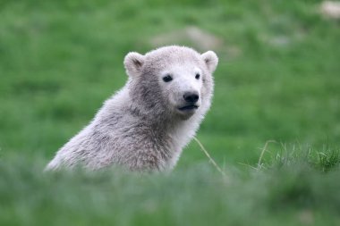 Bulanık arkaplanda bir kutup ayısının yakın görüntüsü
