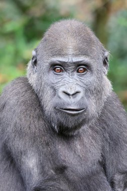 Western Lowland Gorilla close up