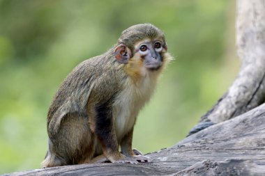 Gabon talapoin (Miopithecus ogouensis) on the tree in the park
