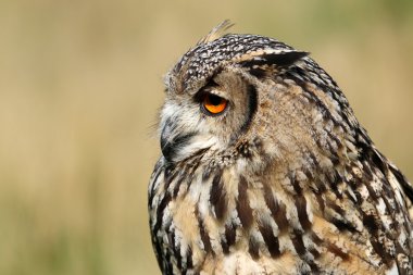 Hint kartal baykuş kuş