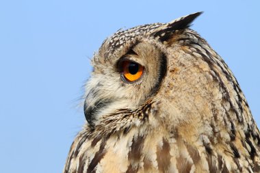 Hint kartal baykuş kuş